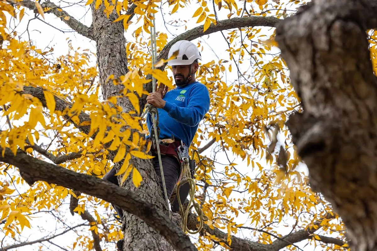 Skilled Tree Planing crew working in Cooksburg