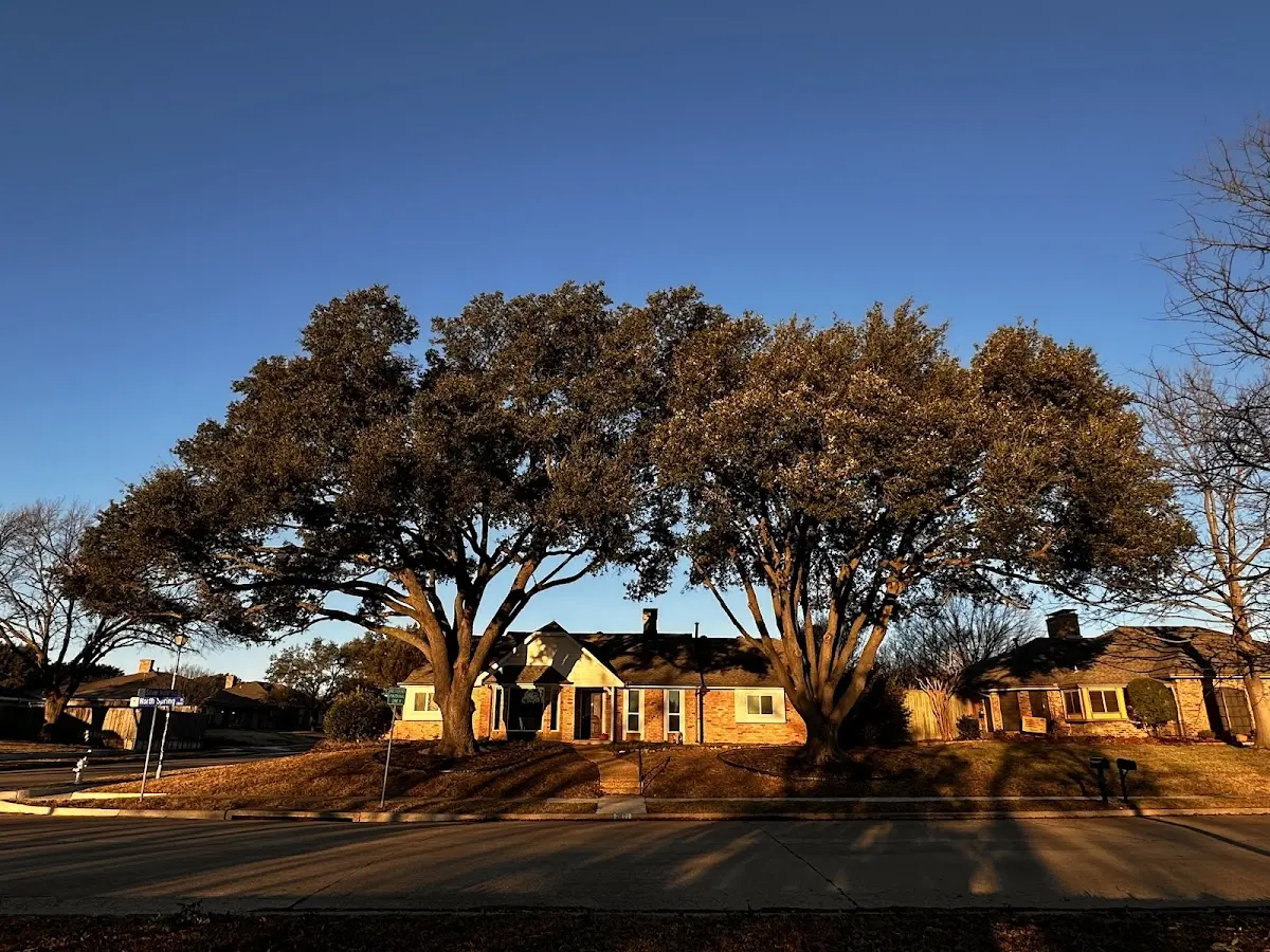 Established residential canopy tree shading a home in Cooksburg
